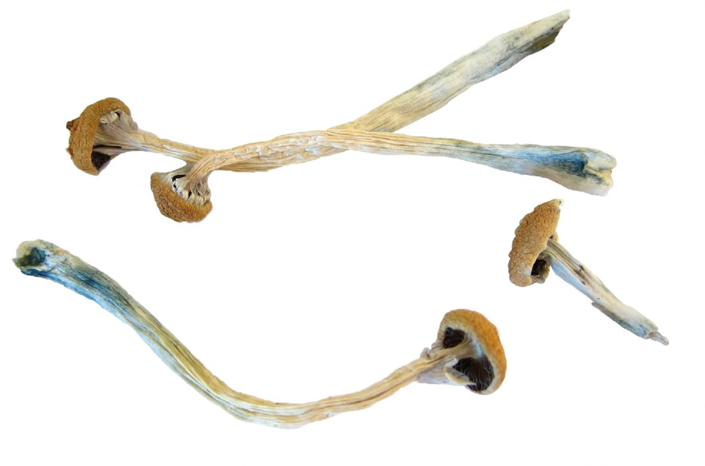 Psilocybin or "magic mushrooms" are seen in an undated photo