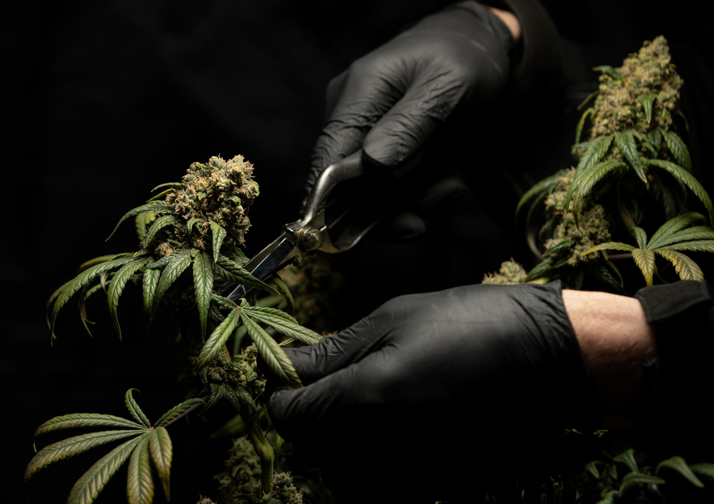 US health officials look to move marijuana to lower-risk drug category