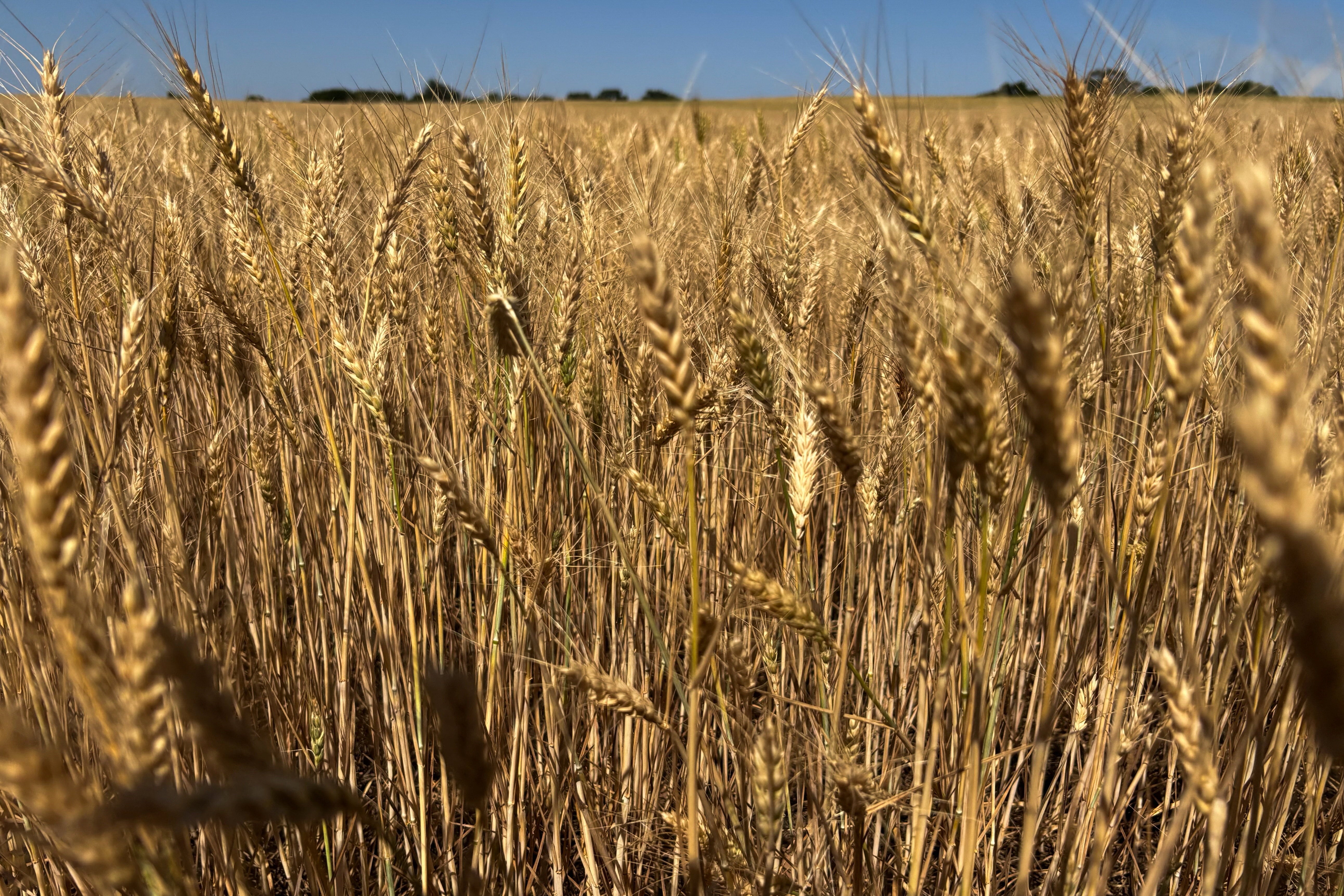 FILE PHOTO: Grain shipments at the KSK terminal in the Port of Novorossiysk, Russia, July 12, 2018. IvanStudenov/Wikimedia Commons, CC BY-SA 4.0. Cropped, darkened and overlaid with text by OAF Nation