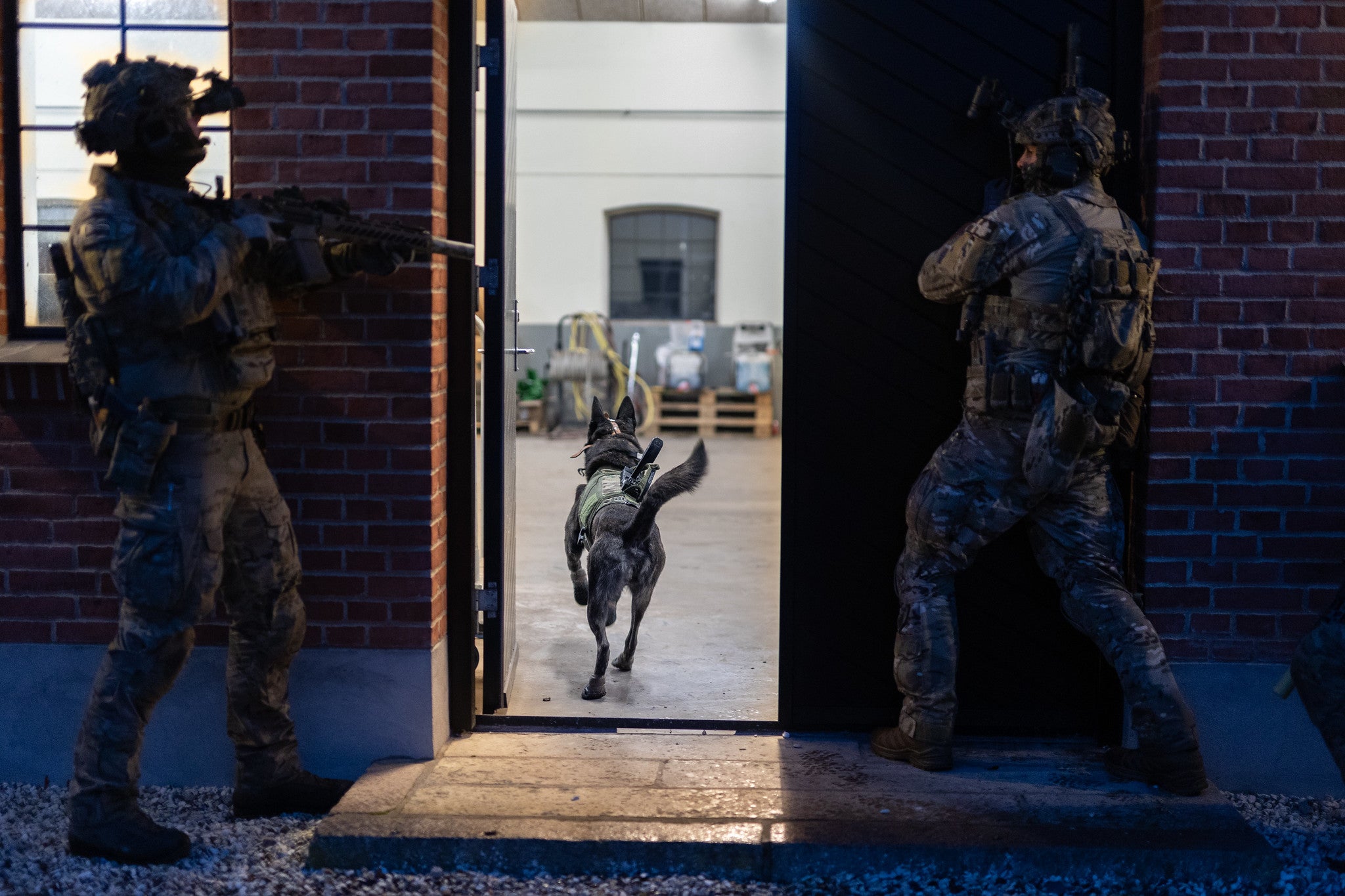 Operators from the Royal Danish Army’s special Jaeger Corps force, unleash their combat assault dog, Kaos, during exercise Night Hawk 21