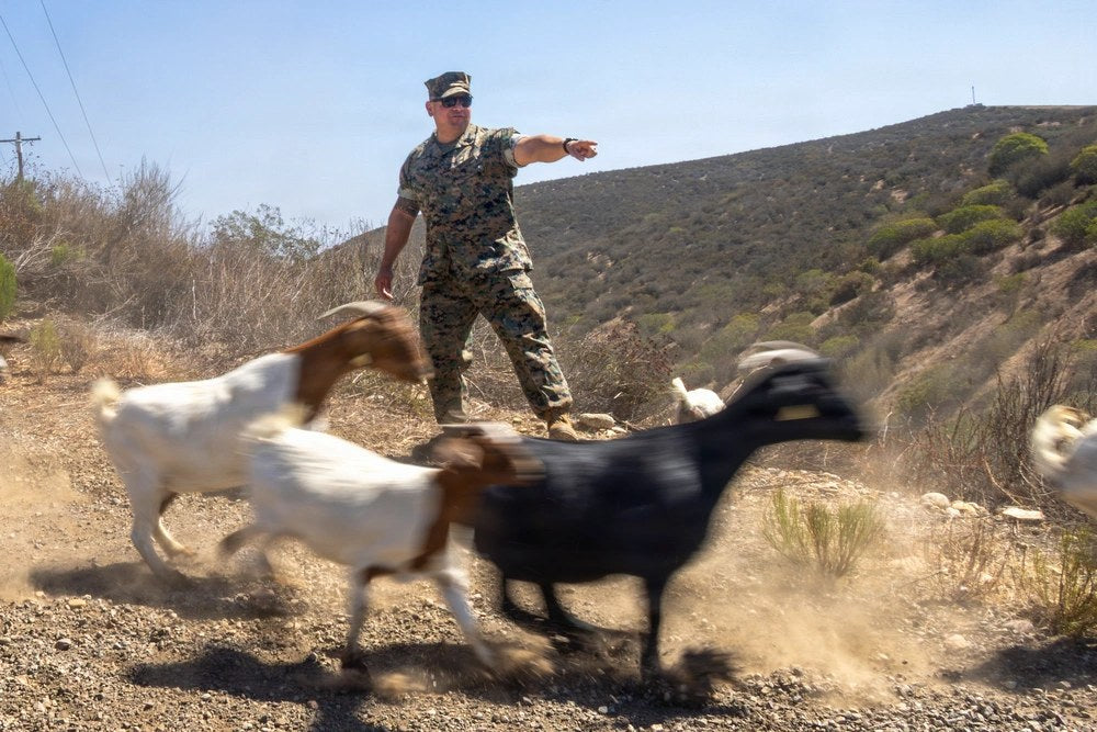 U.S. Marine Corps Sgt. Maj. Alejandro Garcia Jr., sergeant major of Marine Corps Air Station Miramar, directs goats toward their grazing area during Operation Goat Rope at MCAS Miramar, California, Sept. 15, 2026. The base brought in 471 goats to clear