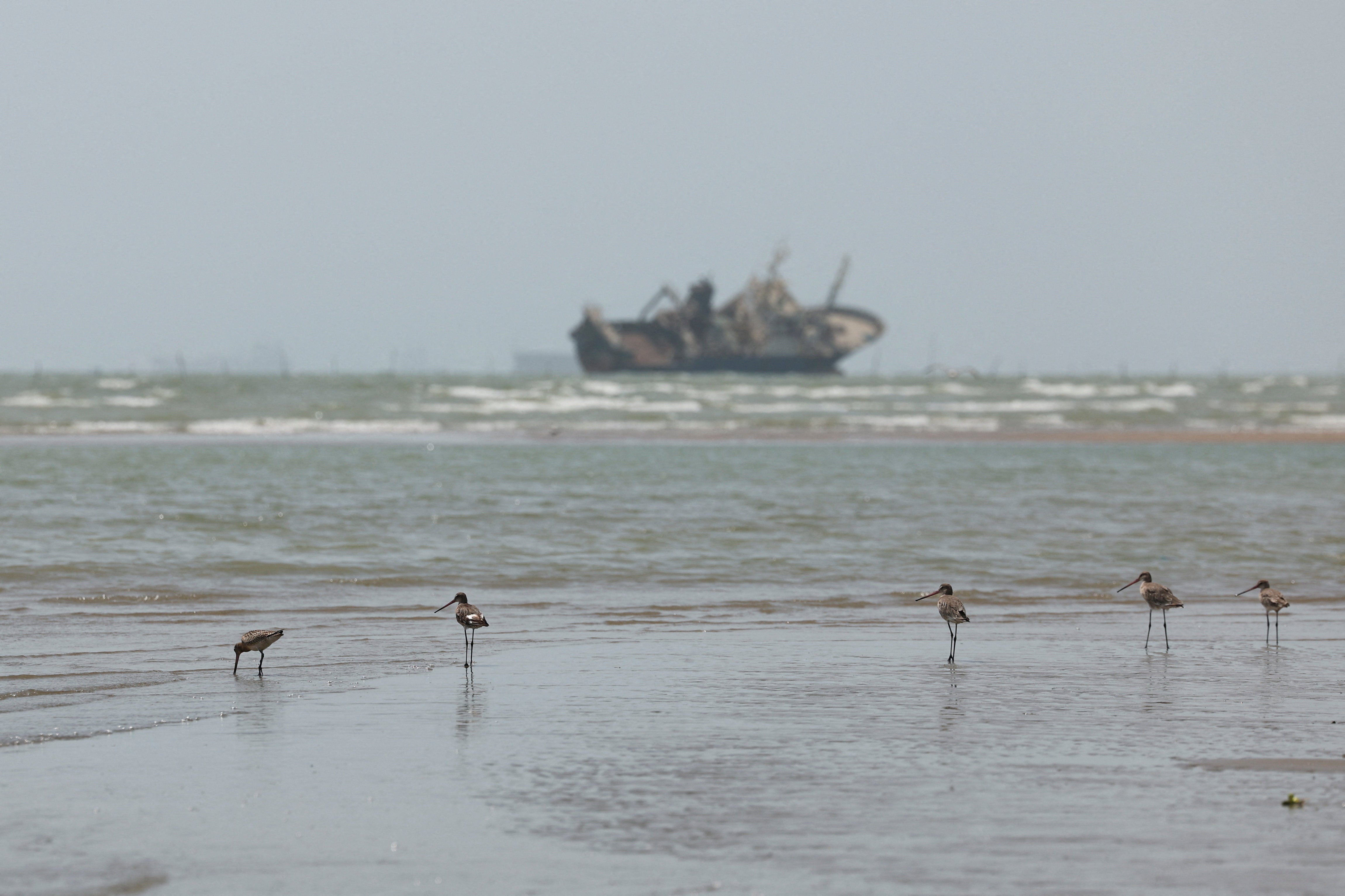 Birds on the beach, with vessels in the Strait of Hormuz visible near the beach of Bandar Abbas, Iran, August 25, 2026. Majid Asgaripour/WANA (West Asia News Agency) via REUTERS
